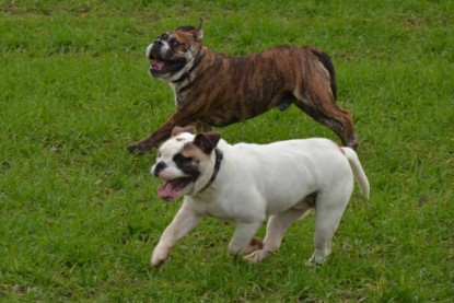 Continental Bulldogs Seeblickbulls Bilderalbum - Finn zu Besuch