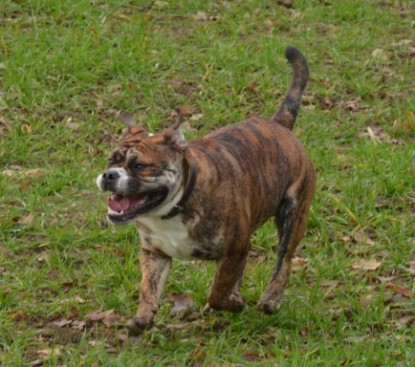 Continental Bulldogs Seeblickbulls Bilderalbum - Finn zu Besuch