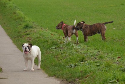 Continental Bulldogs Seeblickbulls Bilderalbum - Finn zu Besuch