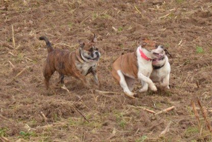 Continental Bulldogs Seeblickbulls Bilderalbum - Finn zu Besuch