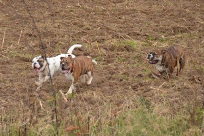 Continental Bulldogs Seeblickbulls Bilderalbum - Finn zu Besuch