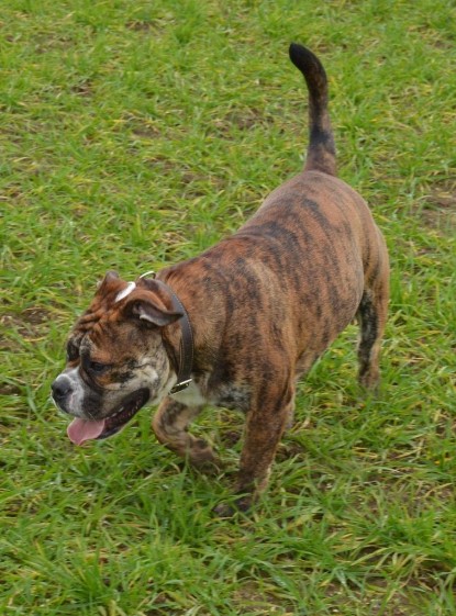 Continental Bulldogs Seeblickbulls Bilderalbum - Finn zu Besuch