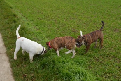 Continental Bulldogs Seeblickbulls Bilderalbum - Finn zu Besuch