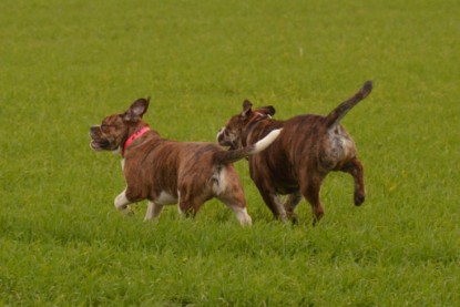 Continental Bulldogs Seeblickbulls Bilderalbum - Finn zu Besuch