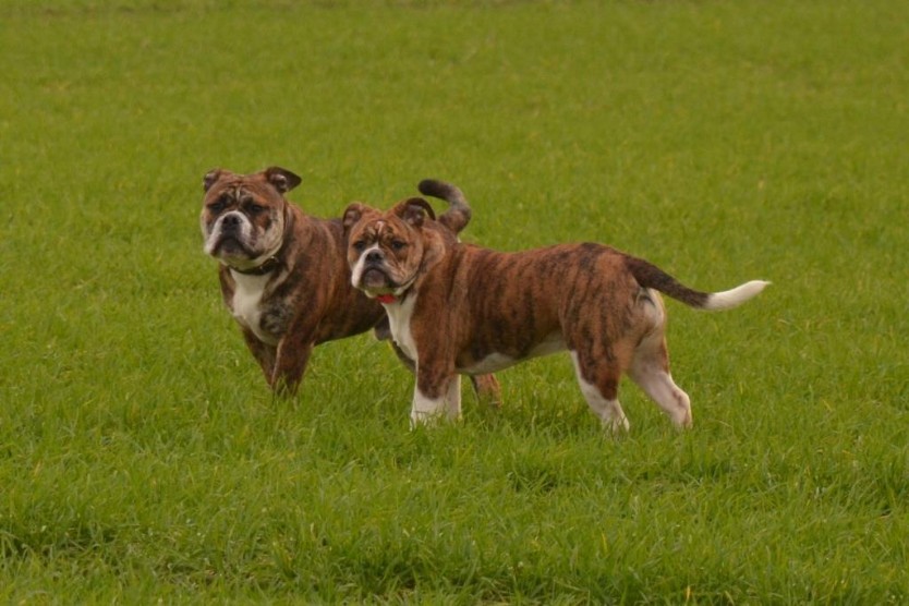 Continental Bulldogs Seeblickbulls Bilderalbum - Finn zu Besuch