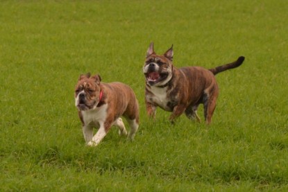 Continental Bulldogs Seeblickbulls Bilderalbum - Finn zu Besuch