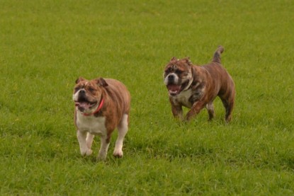 Continental Bulldogs Seeblickbulls Bilderalbum - Finn zu Besuch