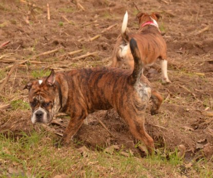 Continental Bulldogs Seeblickbulls Bilderalbum - Finn zu Besuch