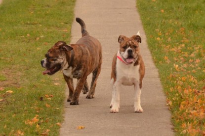 Continental Bulldogs Seeblickbulls Bilderalbum - Finn zu Besuch