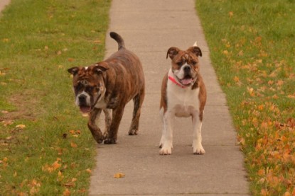 Continental Bulldogs Seeblickbulls Bilderalbum - Finn zu Besuch