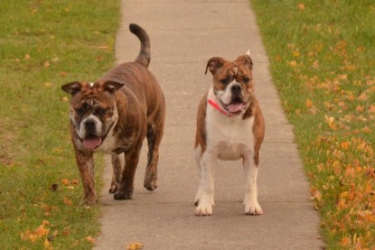 Continental Bulldogs Seeblickbulls Bilderalbum - Finn zu Besuch