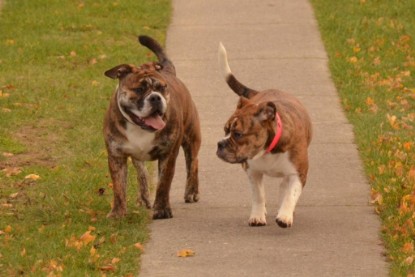 Continental Bulldogs Seeblickbulls Bilderalbum - Finn zu Besuch