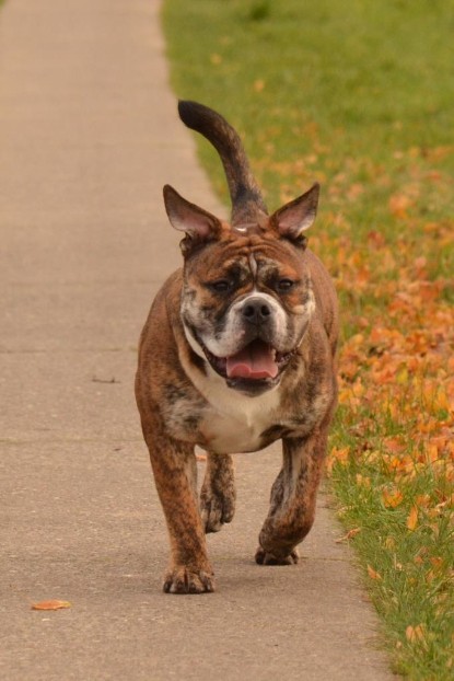 Continental Bulldogs Seeblickbulls Bilderalbum - Finn zu Besuch