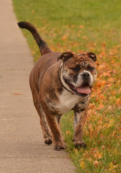 Continental Bulldogs Seeblickbulls Bilderalbum - Finn zu Besuch