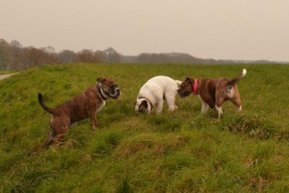 Continental Bulldogs Seeblickbulls Bilderalbum - Finn zu Besuch