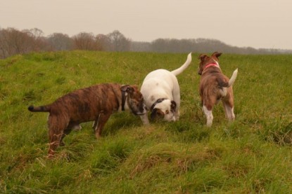 Continental Bulldogs Seeblickbulls Bilderalbum - Finn zu Besuch