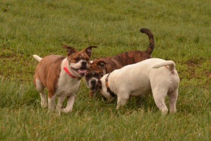 Continental Bulldogs Seeblickbulls Bilderalbum - Finn zu Besuch