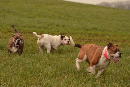 Continental Bulldogs Seeblickbulls Bilderalbum - Finn zu Besuch