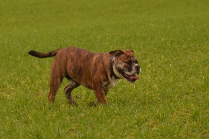 Continental Bulldogs Seeblickbulls Bilderalbum - Finn zu Besuch