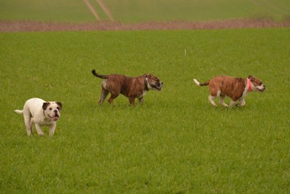 Continental Bulldogs Seeblickbulls Bilderalbum - Finn zu Besuch