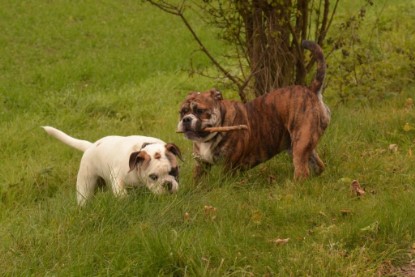 Continental Bulldogs Seeblickbulls Bilderalbum - Finn zu Besuch