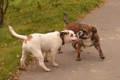 Continental Bulldogs Seeblickbulls Bilderalbum - Finn zu Besuch