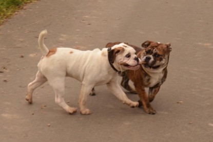 Continental Bulldogs Seeblickbulls Bilderalbum - Finn zu Besuch