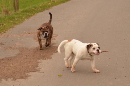 Continental Bulldogs Seeblickbulls Bilderalbum - Finn zu Besuch