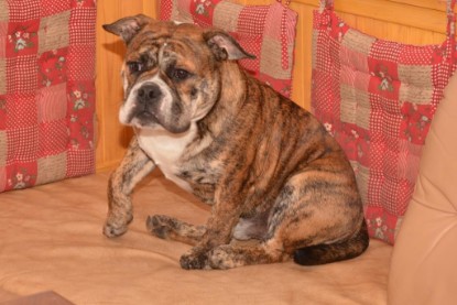 Continental Bulldogs Seeblickbulls Bilderalbum - Finn zu Besuch