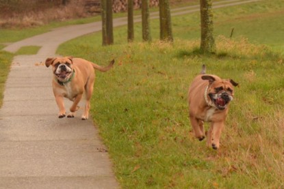 Continental Bulldogs Seeblickbulls Bilderalbum - Waldwanderung