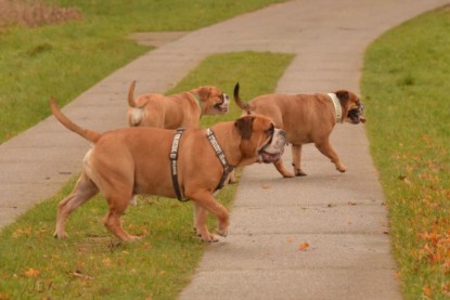 Continental Bulldogs Seeblickbulls Bilderalbum - Waldwanderung