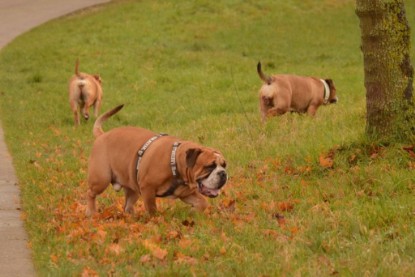 Continental Bulldogs Seeblickbulls Bilderalbum - Waldwanderung