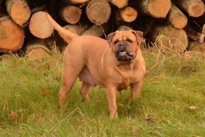 Continental Bulldogs Seeblickbulls Bilderalbum - Waldwanderung