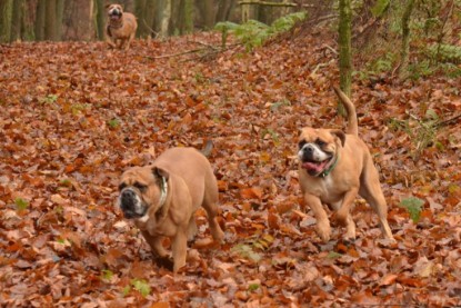 Continental Bulldogs Seeblickbulls Bilderalbum - Waldwanderung