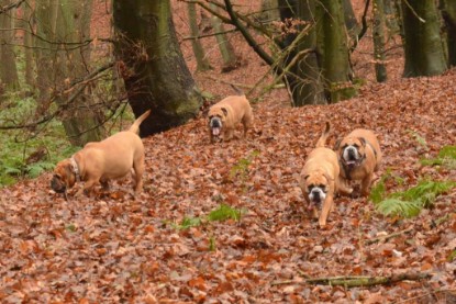 Continental Bulldogs Seeblickbulls Bilderalbum - Waldwanderung