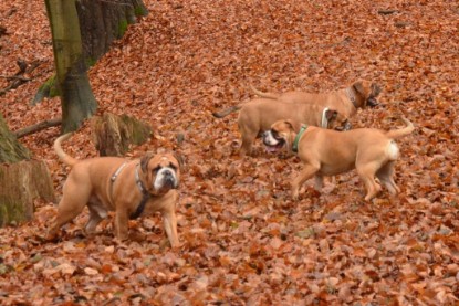 Continental Bulldogs Seeblickbulls Bilderalbum - Waldwanderung