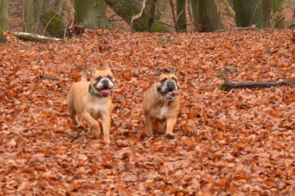 Continental Bulldogs Seeblickbulls Bilderalbum - Waldwanderung