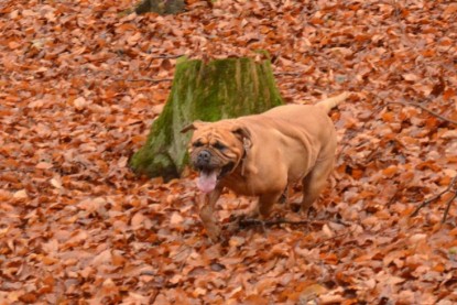 Continental Bulldogs Seeblickbulls Bilderalbum - Waldwanderung