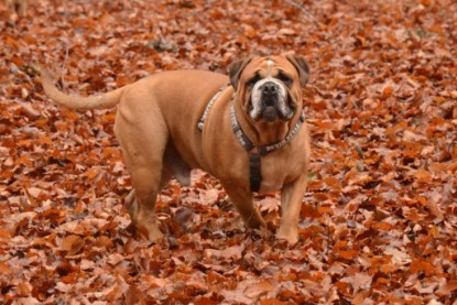 Continental Bulldogs Seeblickbulls Bilderalbum - Waldwanderung