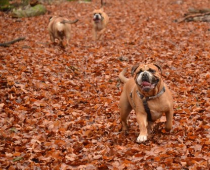 Continental Bulldogs Seeblickbulls Bilderalbum - Waldwanderung