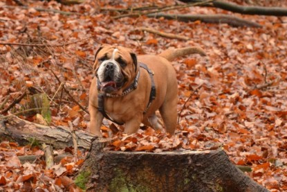 Continental Bulldogs Seeblickbulls Bilderalbum - Waldwanderung