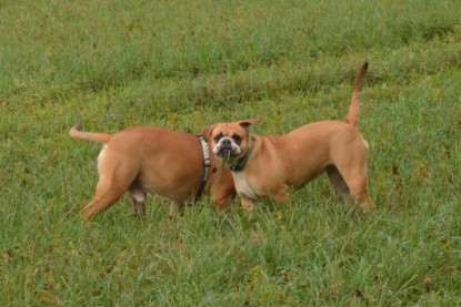 Continental Bulldogs Seeblickbulls Bilderalbum - Waldwanderung