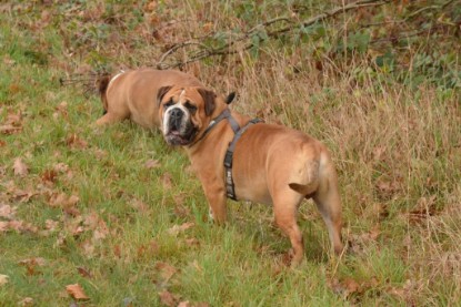 Continental Bulldogs Seeblickbulls Bilderalbum - Waldwanderung