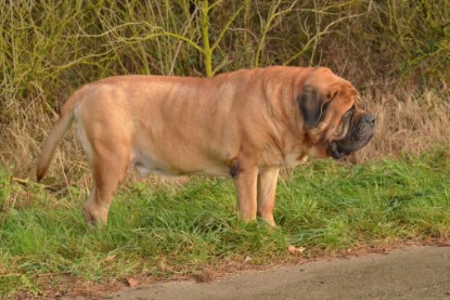 Continental Bulldogs Seeblickbulls Bilderalbum - Waldwanderung