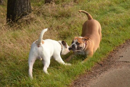 Continental Bulldogs Seeblickbulls Bilderalbum - Waldwanderung