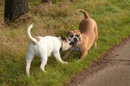 Continental Bulldogs Seeblickbulls Bilderalbum - Waldwanderung