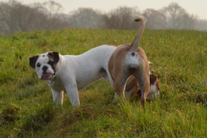 Continental Bulldogs Seeblickbulls Bilderalbum - Waldwanderung