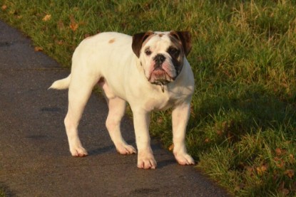 Continental Bulldogs Seeblickbulls Bilderalbum - Waldwanderung