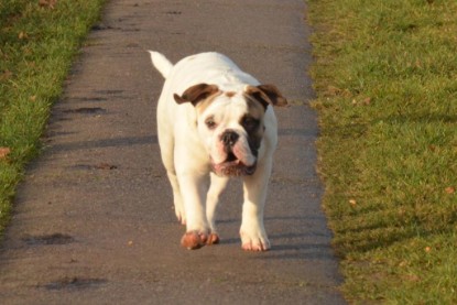 Continental Bulldogs Seeblickbulls Bilderalbum - Waldwanderung