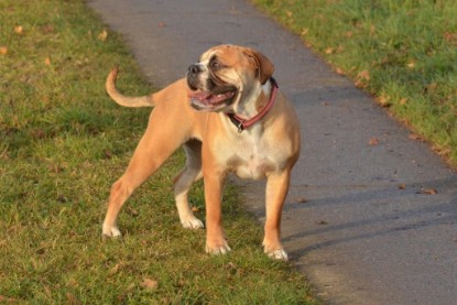 Continental Bulldogs Seeblickbulls Bilderalbum - Waldwanderung